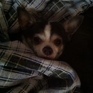 Meet your Posher, Becky